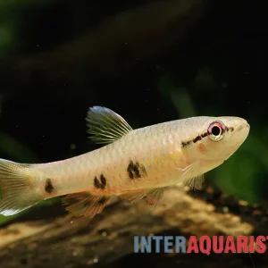 Nur Für Kurze Zeit Weißsaum-Pyrrhulina, Pyrrhulina spilota